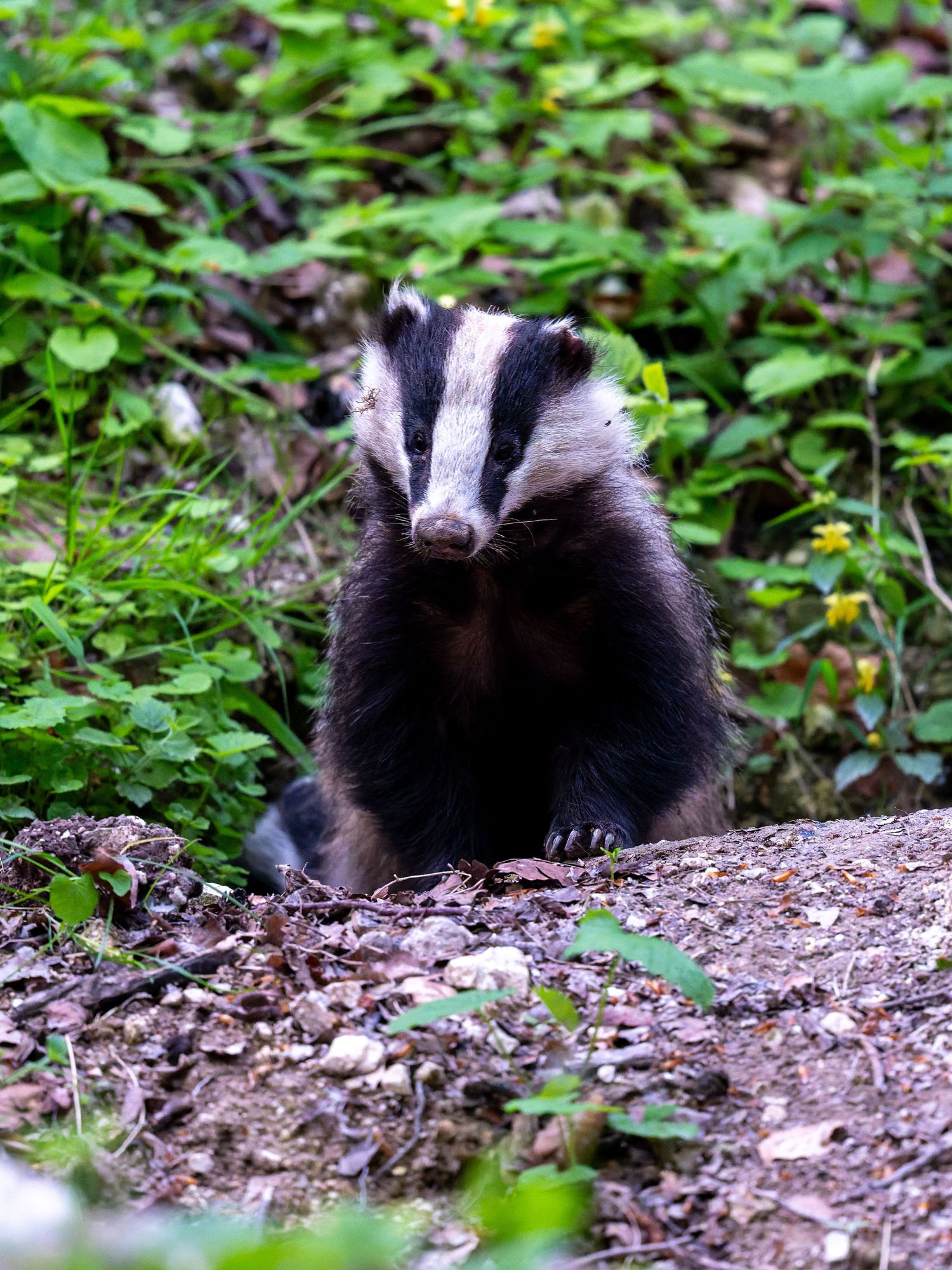 A sequence of young badger cubs exploring and foraging in the undergrowth and leaf litter of a woodland area.