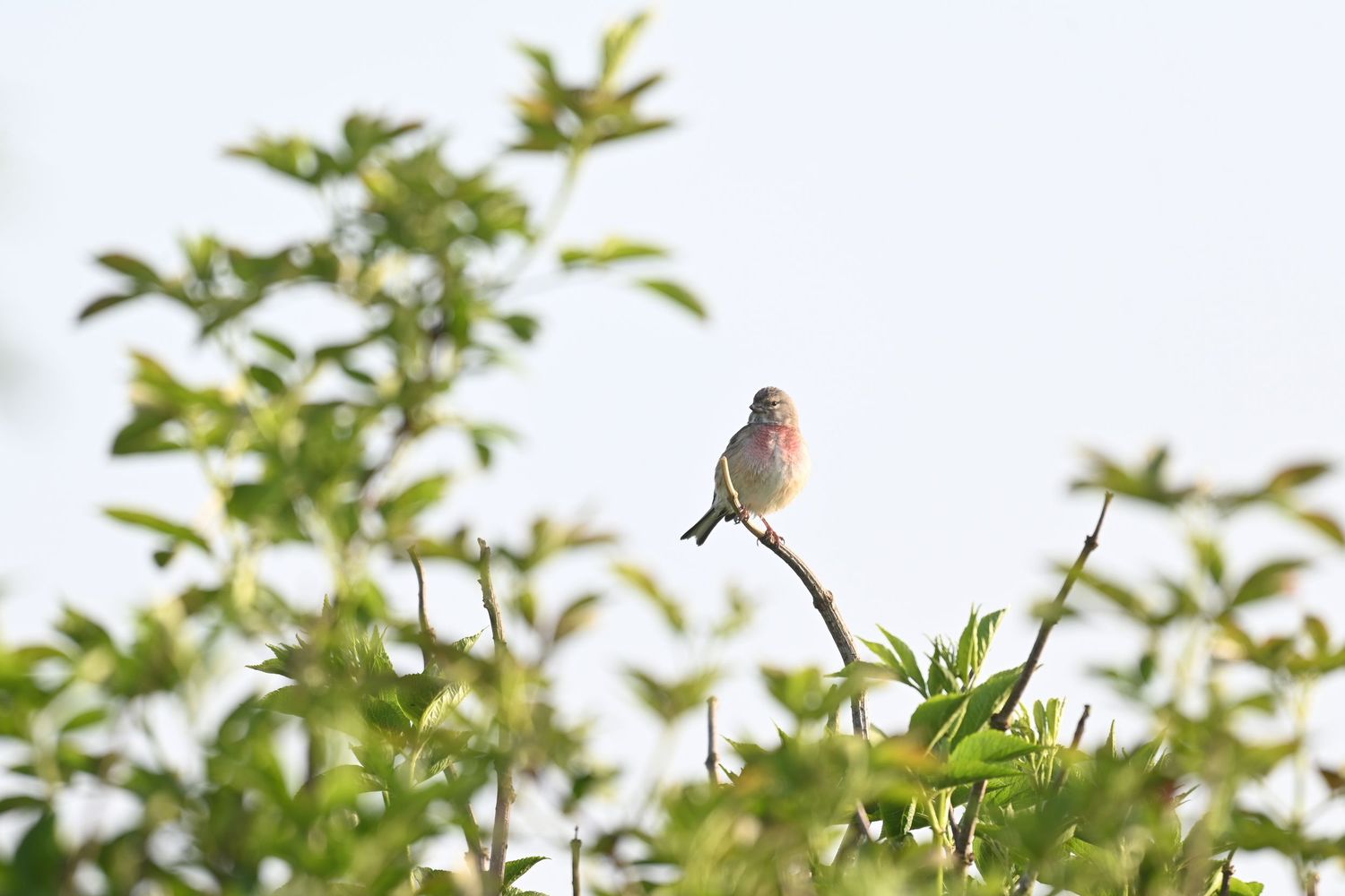 oiseaux et approche sortie nature en baie ici une linotte mélodieuse