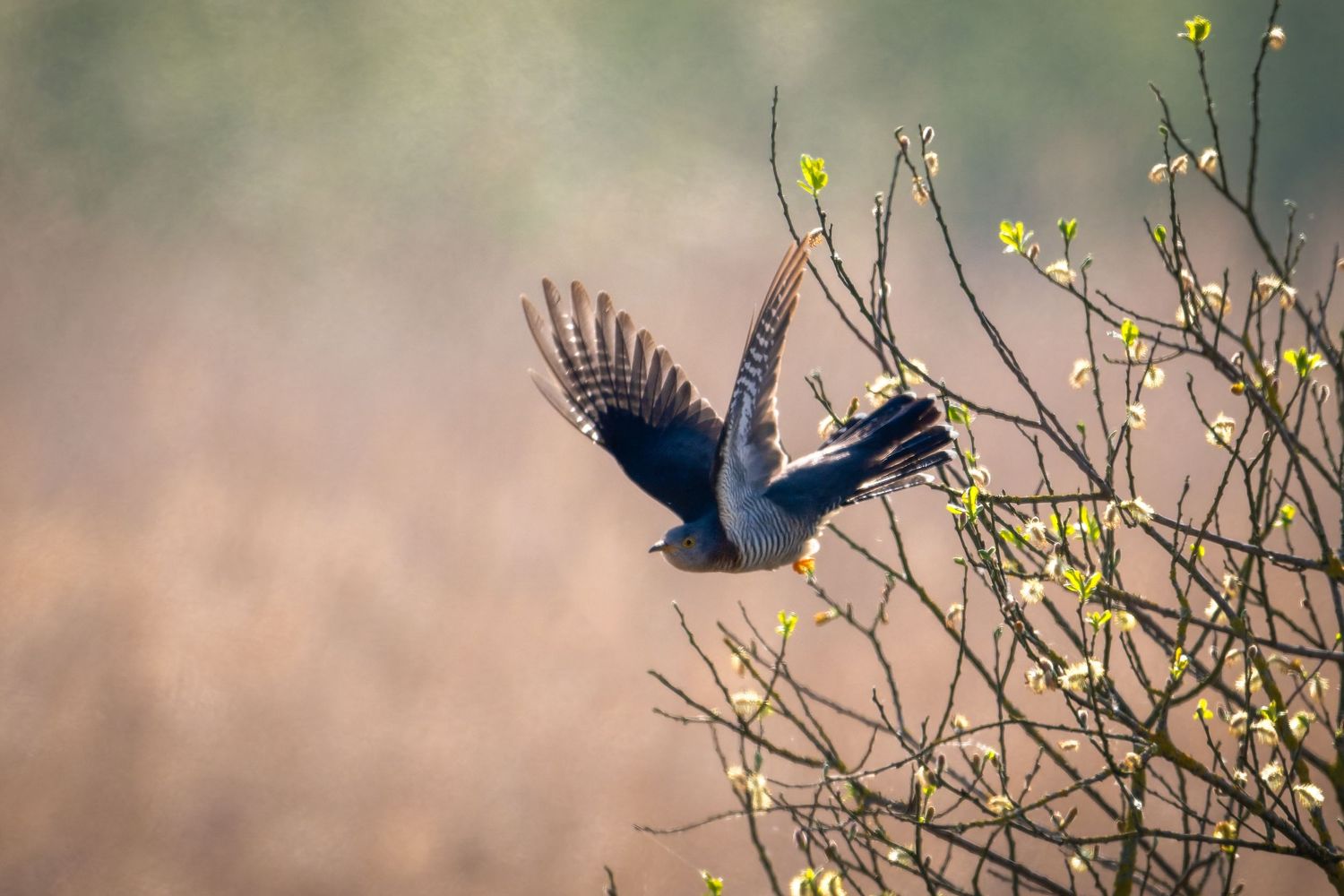 A black bird spreads its wings while taking flight from a budding spring branch in soft natural lighting.