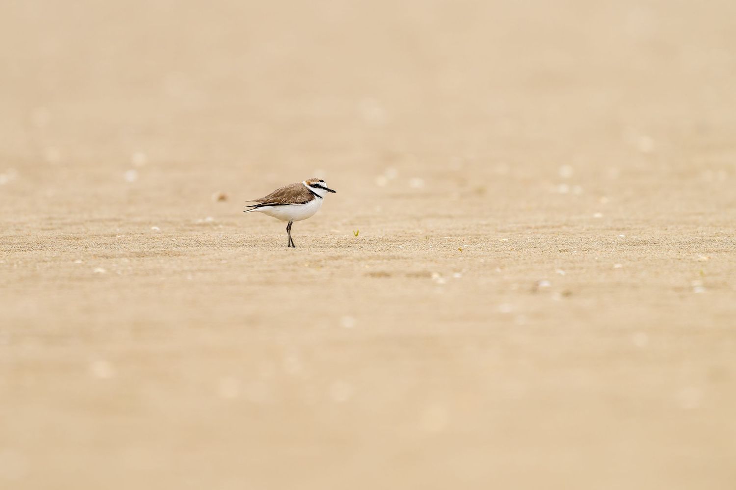 A brown sandpiper bird walks along a sandy beach searching for food.