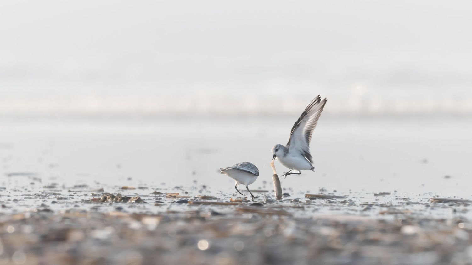 A group of seagulls standing on a sandy beach near the ocean's edge at sunset.