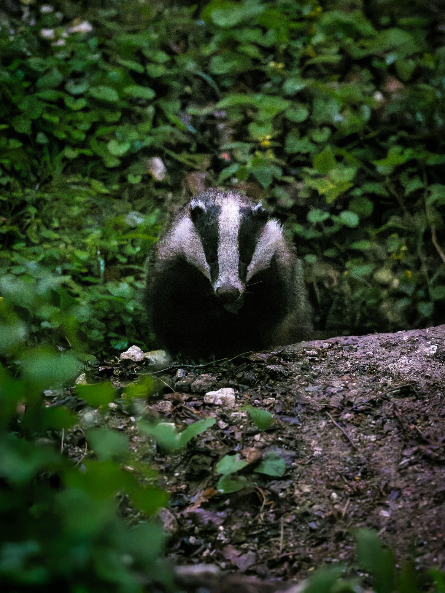 A wild badger emerges from its den in the forest undergrowth, peering cautiously through the green foliage.