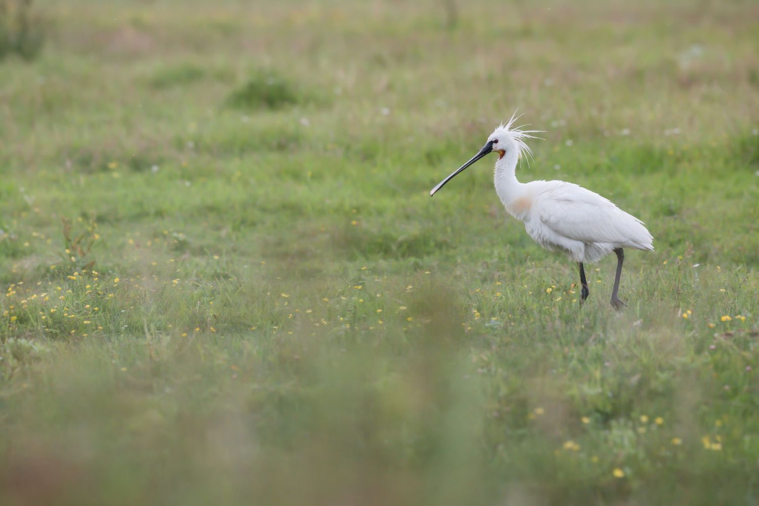 White spoonbill wading bird forages in shallow water among grassy wetlands searching for food.