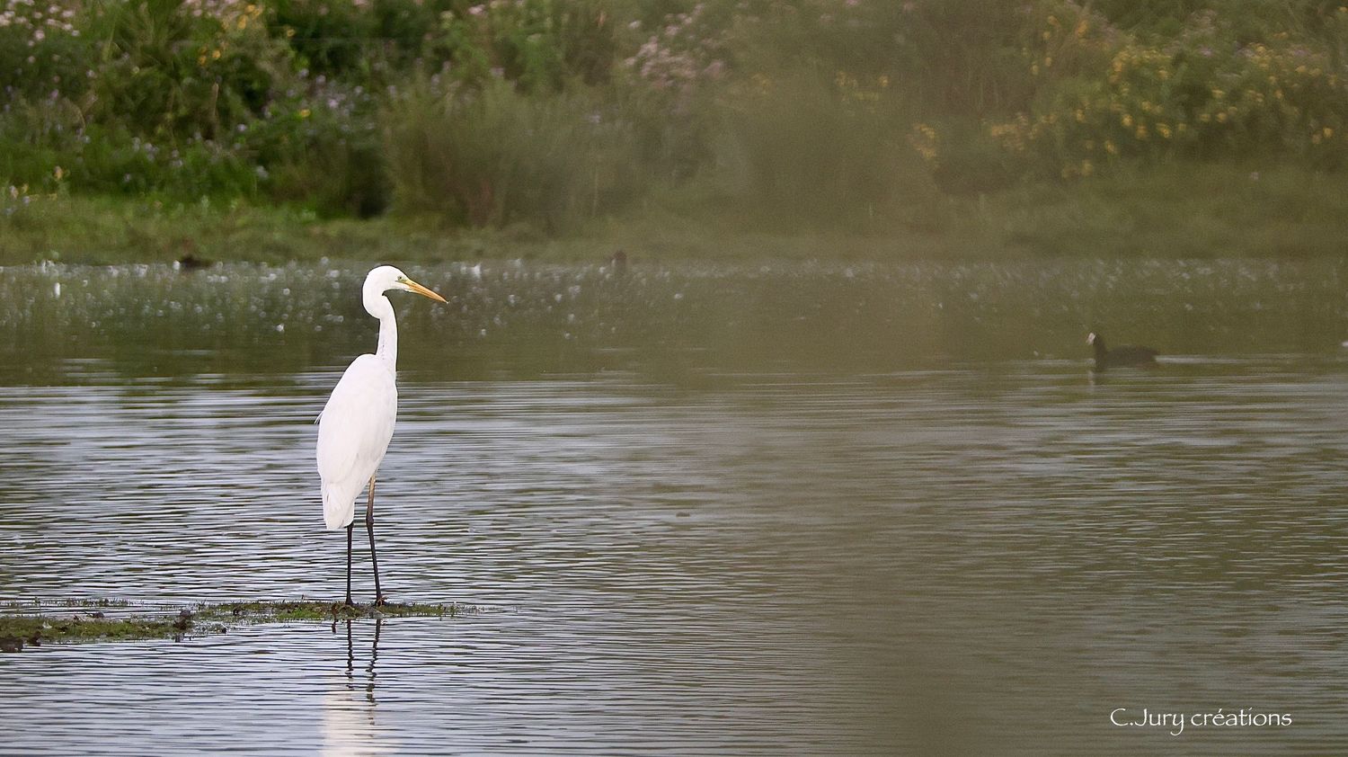 A great white egret stands gracefully in calm water, searching for fish in a misty morning setting.