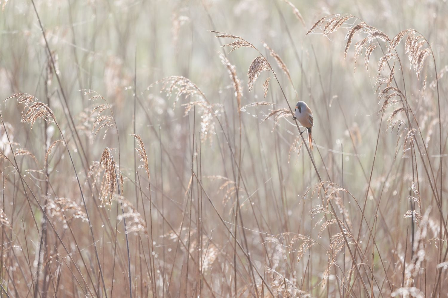 Small bird perched on tall brown reeds with soft misty background in natural wetland setting.