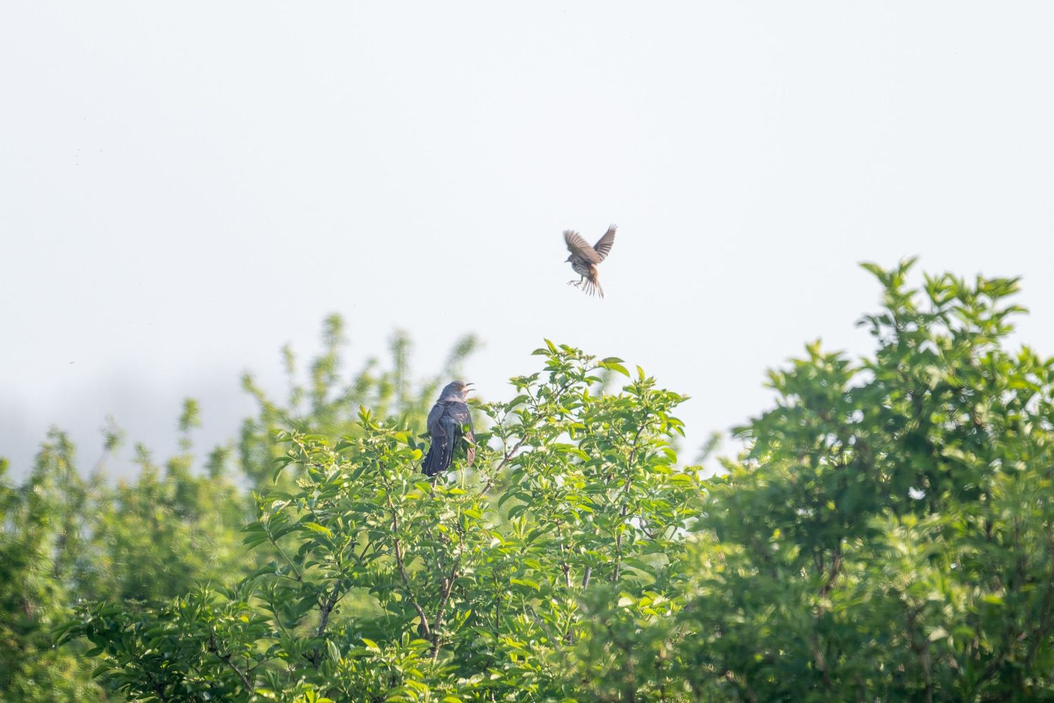 Two birds perch among lush green foliage against a bright overcast sky.