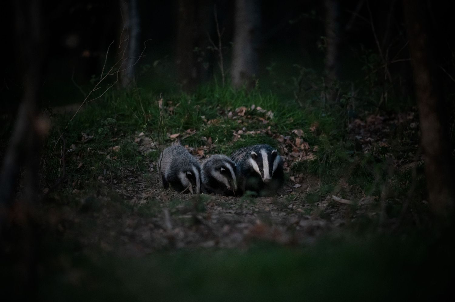 A group of badgers foraging together in the dark undergrowth of a woodland area at night.