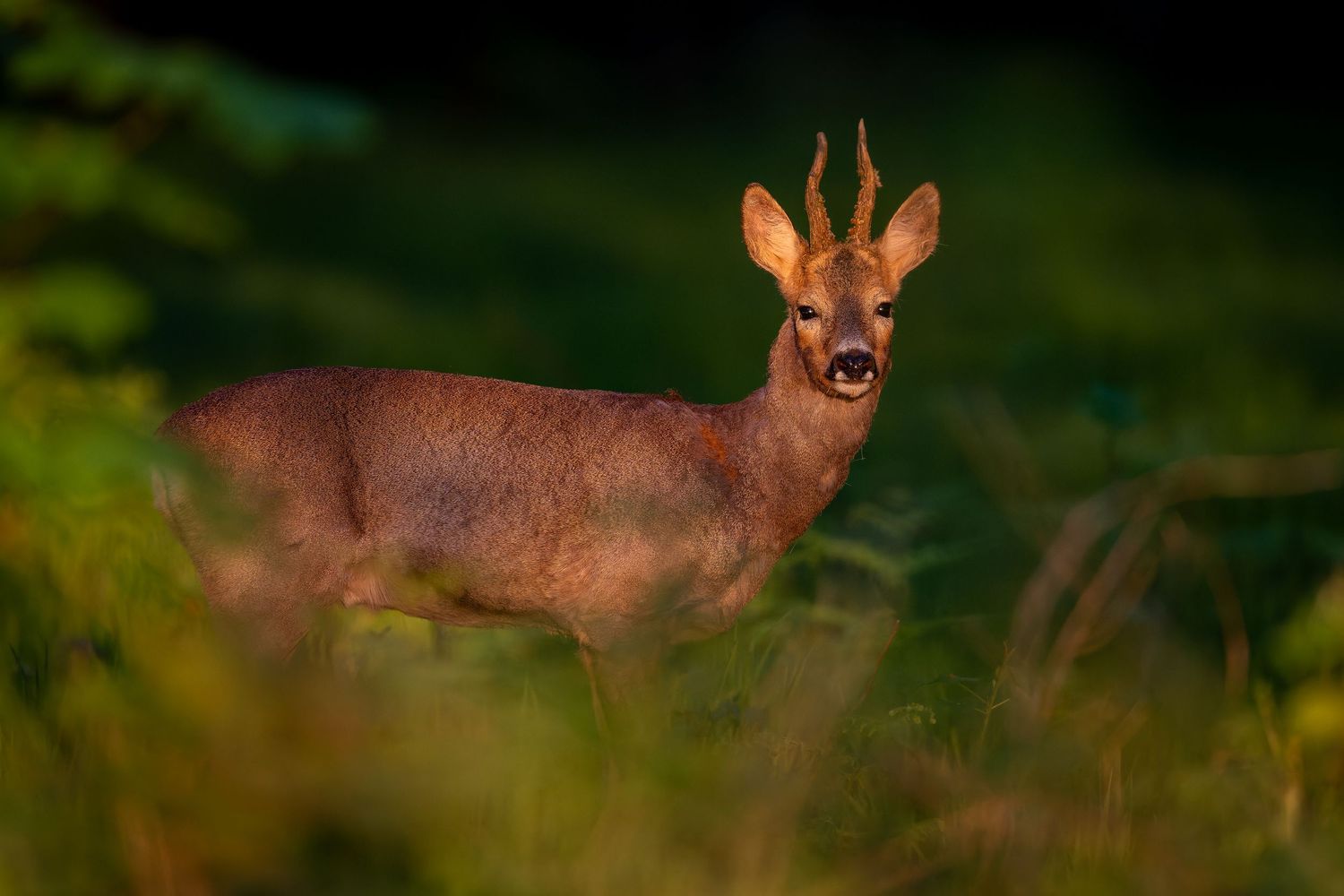 Alert deer stands watchfully in a lush green forest setting during golden hour.