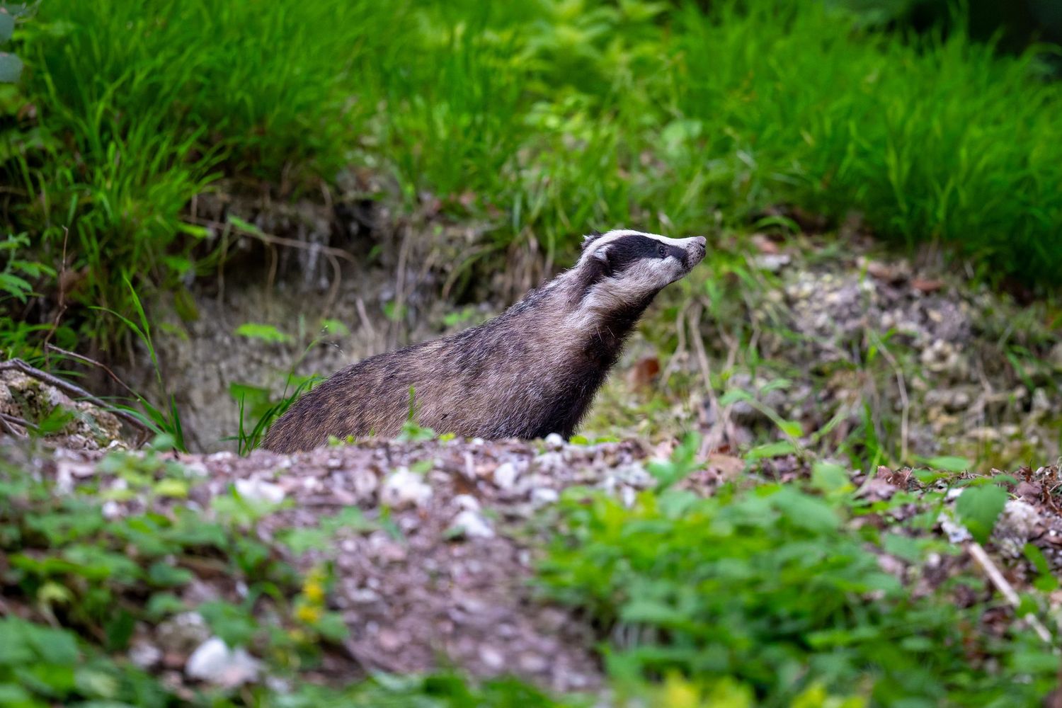 A European badger foraging in green woodland vegetation with pink wildflowers scattered around.