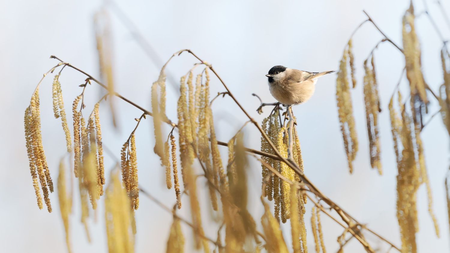 Delicate dried grass seed heads sway against a soft white winter sky in a peaceful natural scene.
