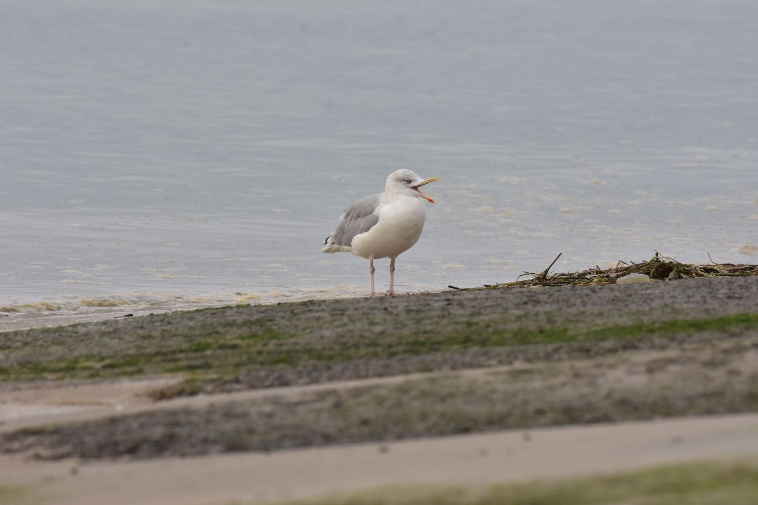 A seagull walks along a sandy beach shoreline with calm waters in the background.