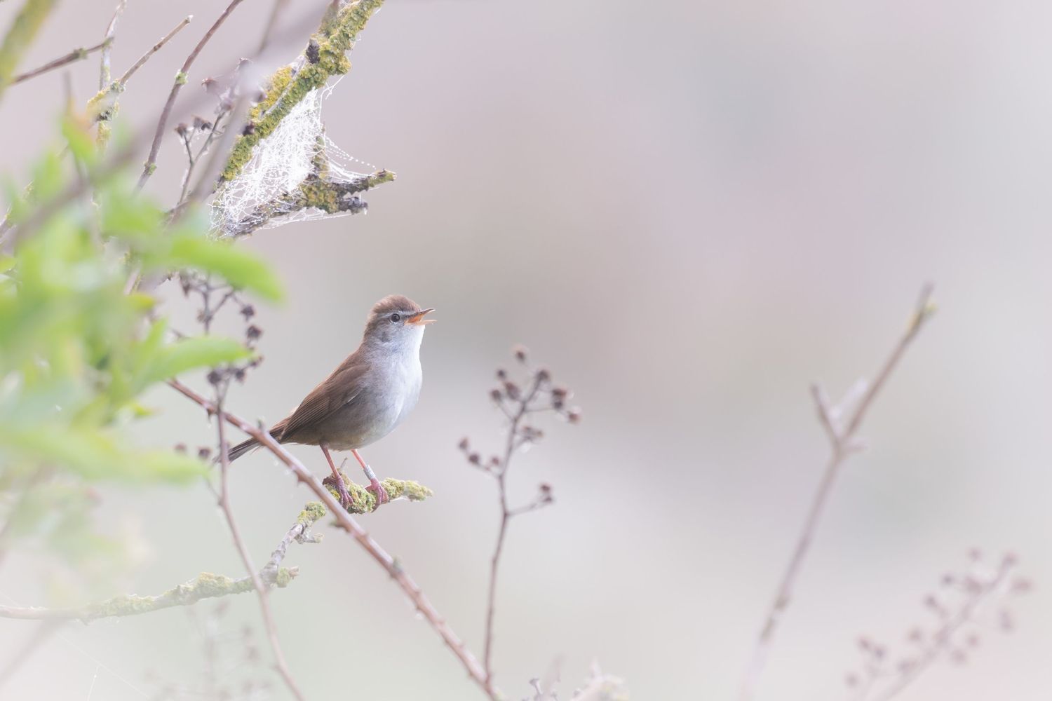 Small gray bird perched on a delicate branch against a soft blurred background.
