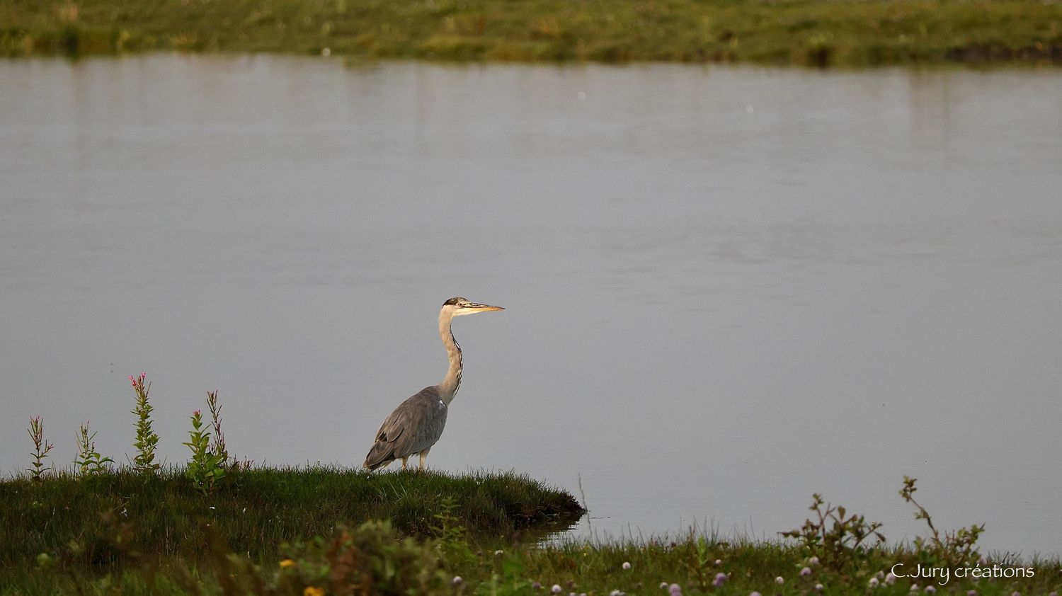 A great blue heron stands motionless in shallow marsh water while hunting for prey.