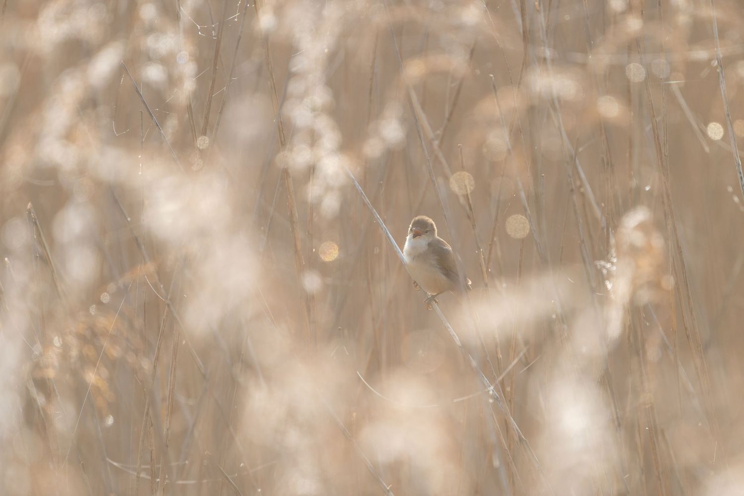Soft bokeh lights create a dreamy beige and brown background with blurred circular patterns.