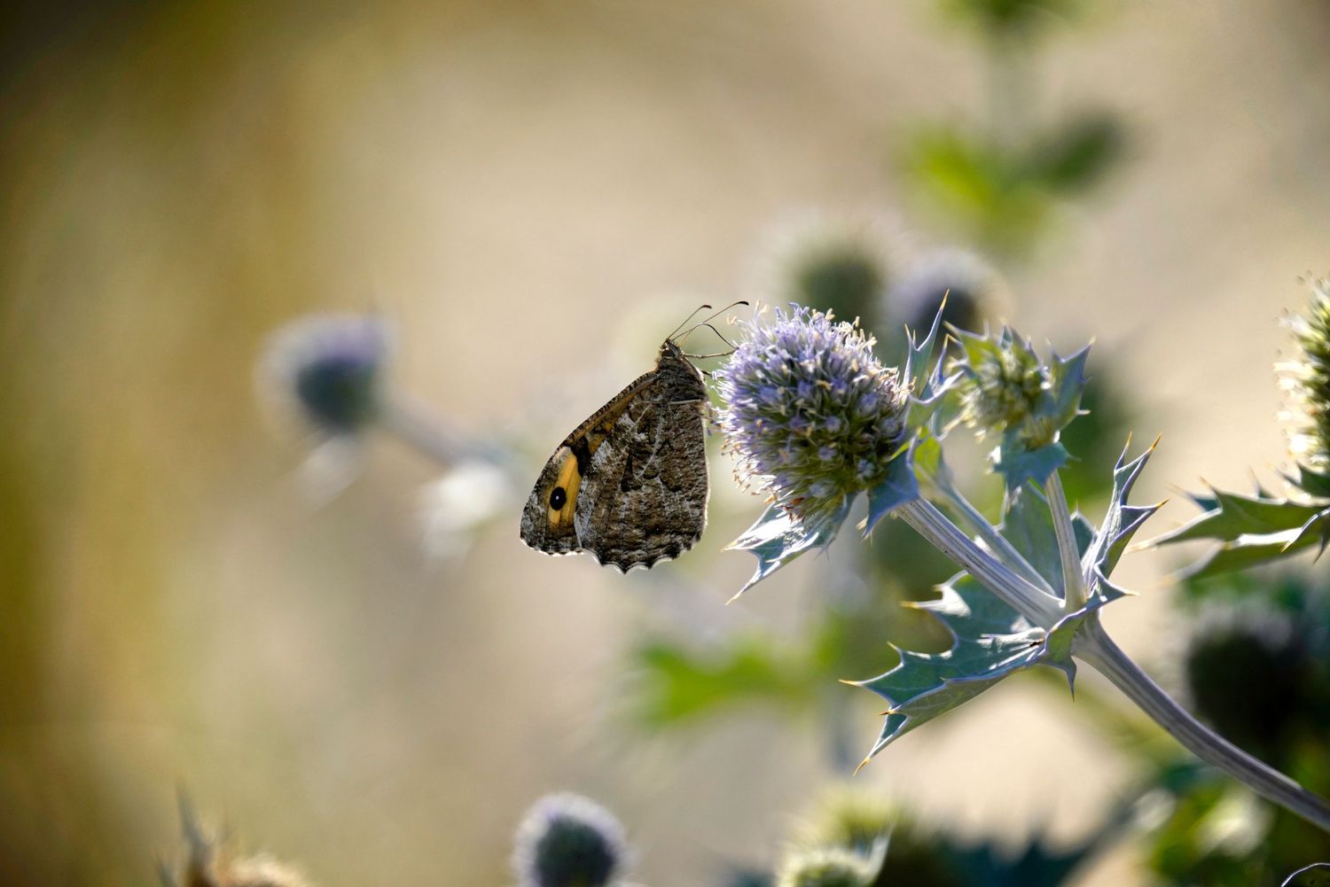 A small blue butterfly perches delicately on a white flower in soft natural lighting.