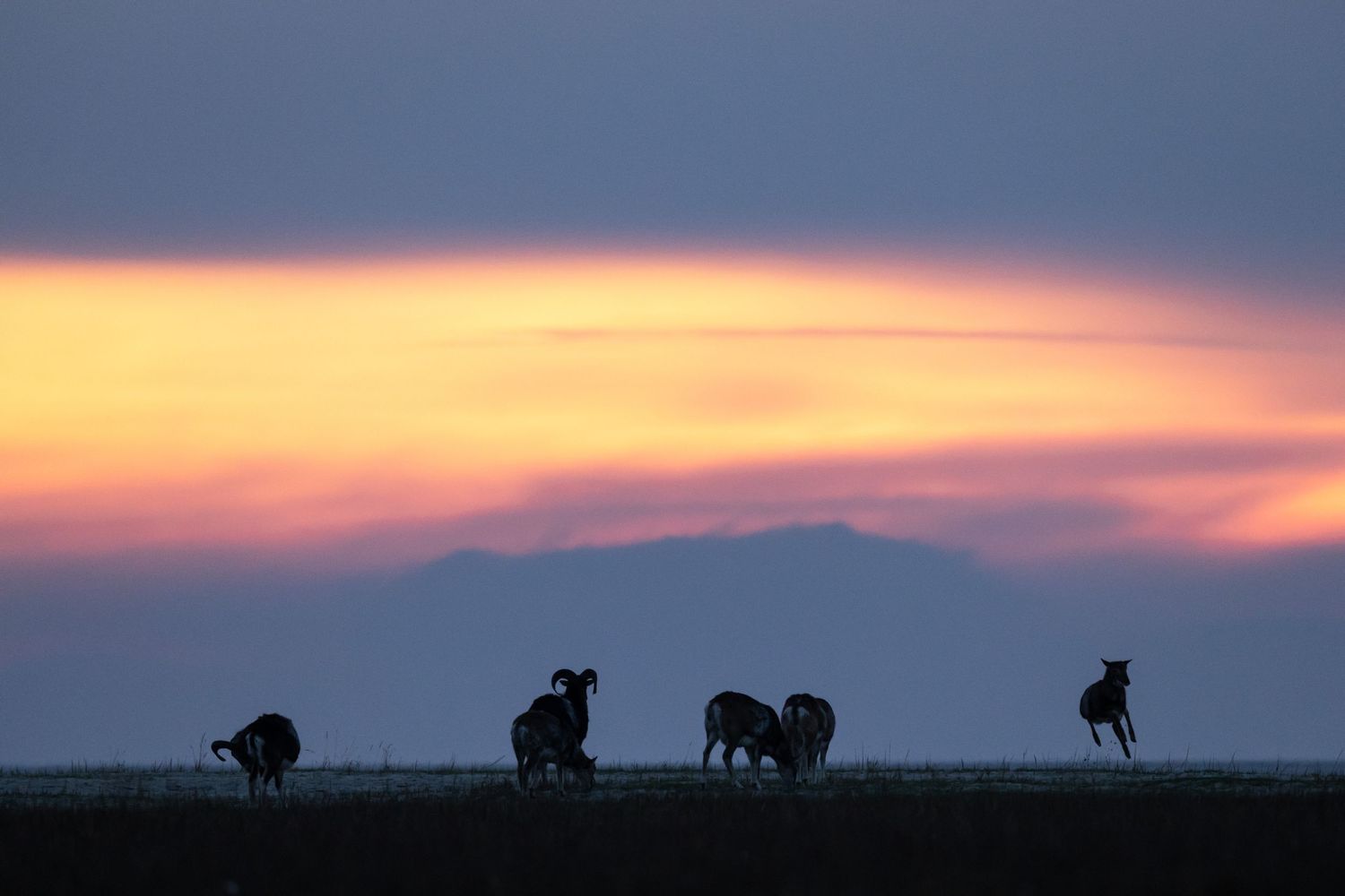 A series of landscape photographs showing silhouettes of elephants walking against colorful sunset skies.