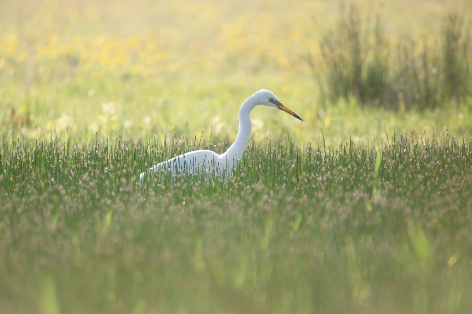 A white egret wades through tall grass in a misty meadow during golden hour.