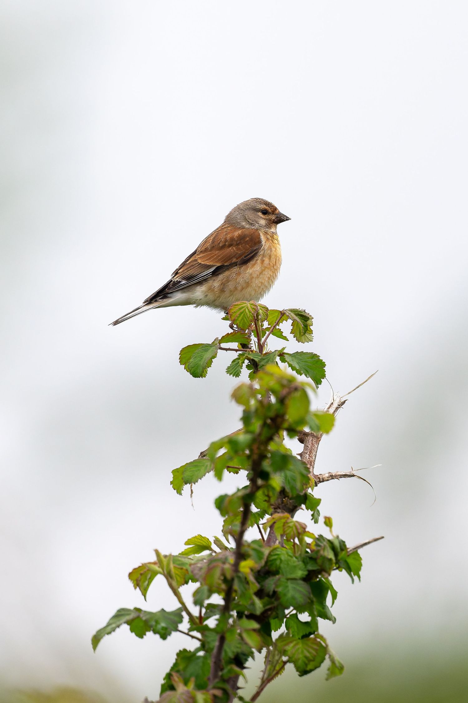 A small brown sparrow perched on leafy green branches against a soft white background.
