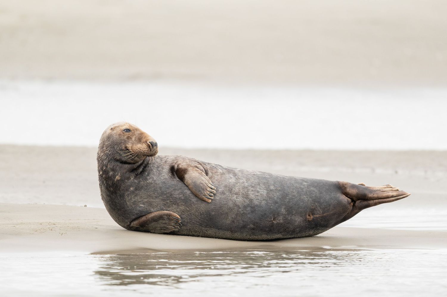 Phoque gris au repos sur son banc de sable en Baie d'Authie