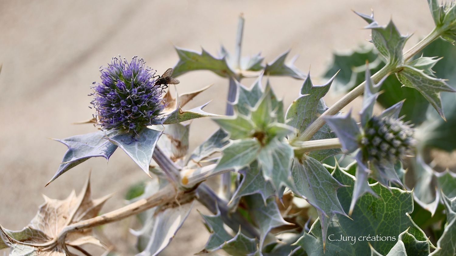 Purple thistle flowers with spiky leaves bloom in soft focus against a blurred natural background.