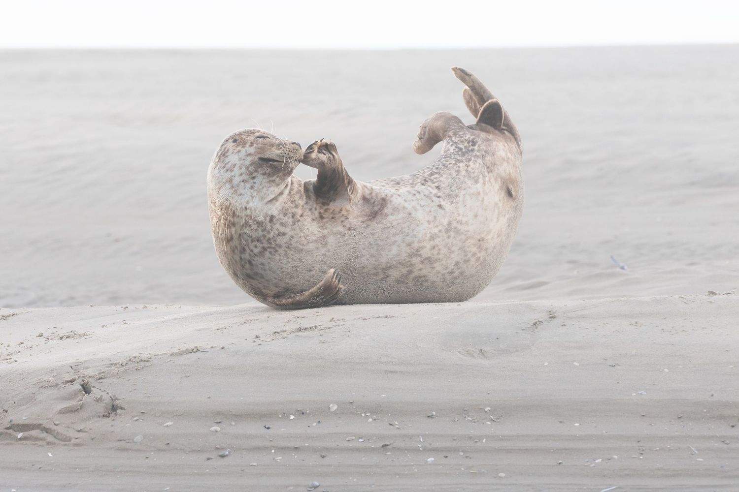 A playful harbor seal rolls on its back in the sand at the beach.