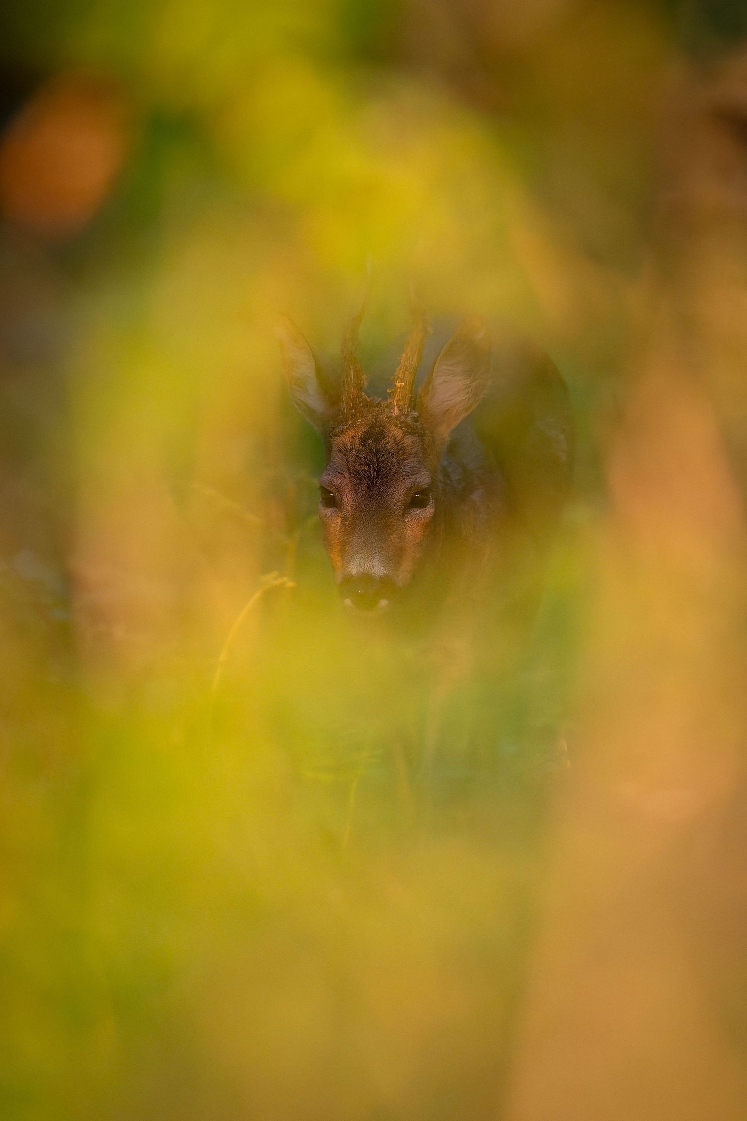 Close-up macro photo of a spider hiding among blurred yellow and green foliage.