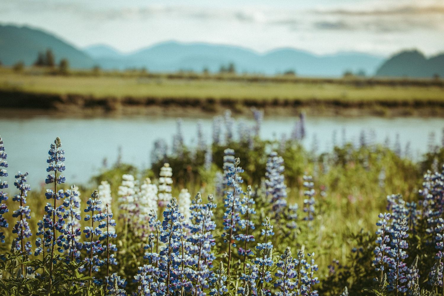 Purple lupine flowers blooming along a serene lakeside in Southeast Alaska with misty mountains in the background.