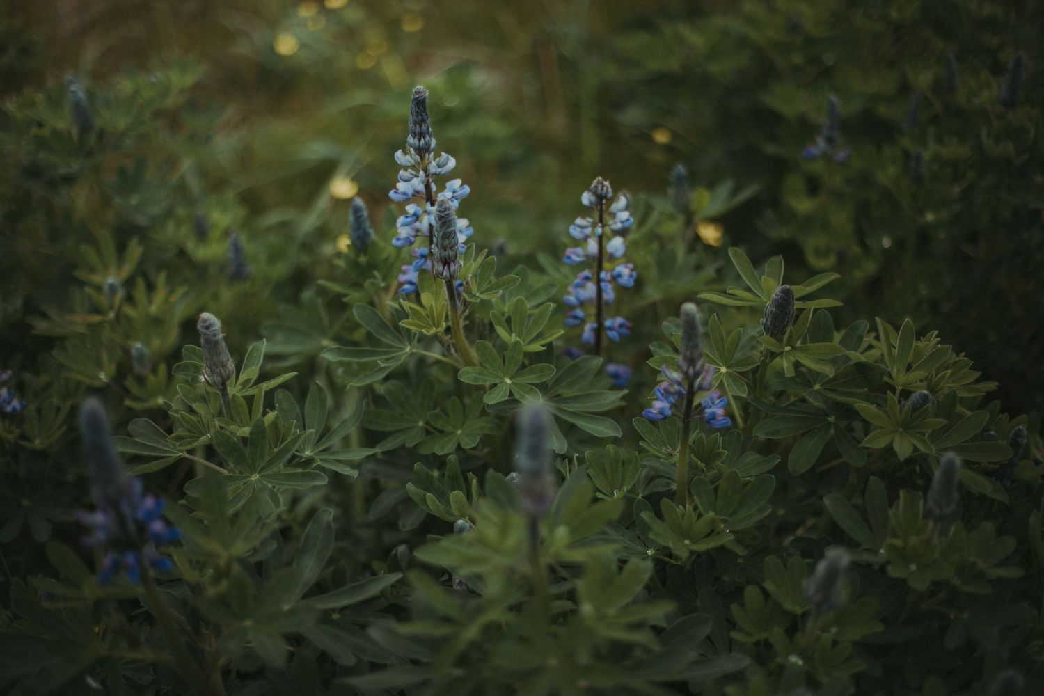 Blue lupine wildflowers blooming among lush green foliage in soft evening light.