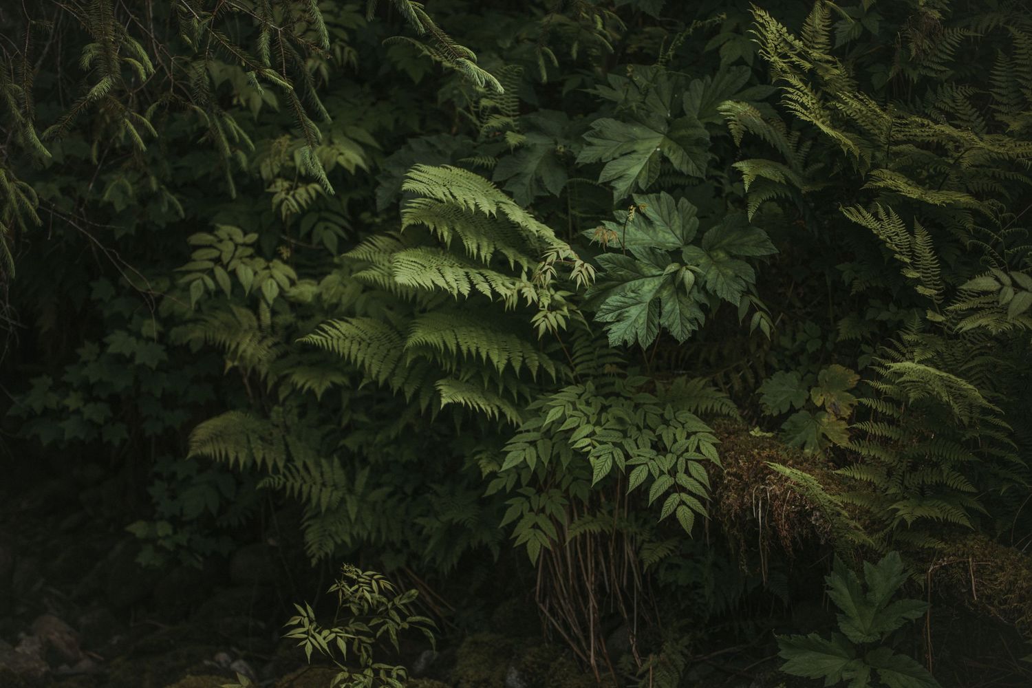 Dense dark green ferns and tropical foliage creating a lush forest backdrop.