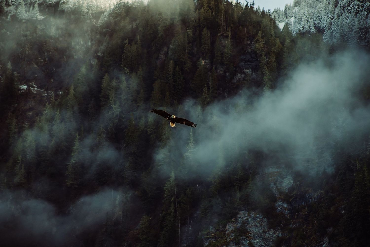 Bald eagle soaring through misty clouds above a dense snow-dusted evergreen forest in Alaska.