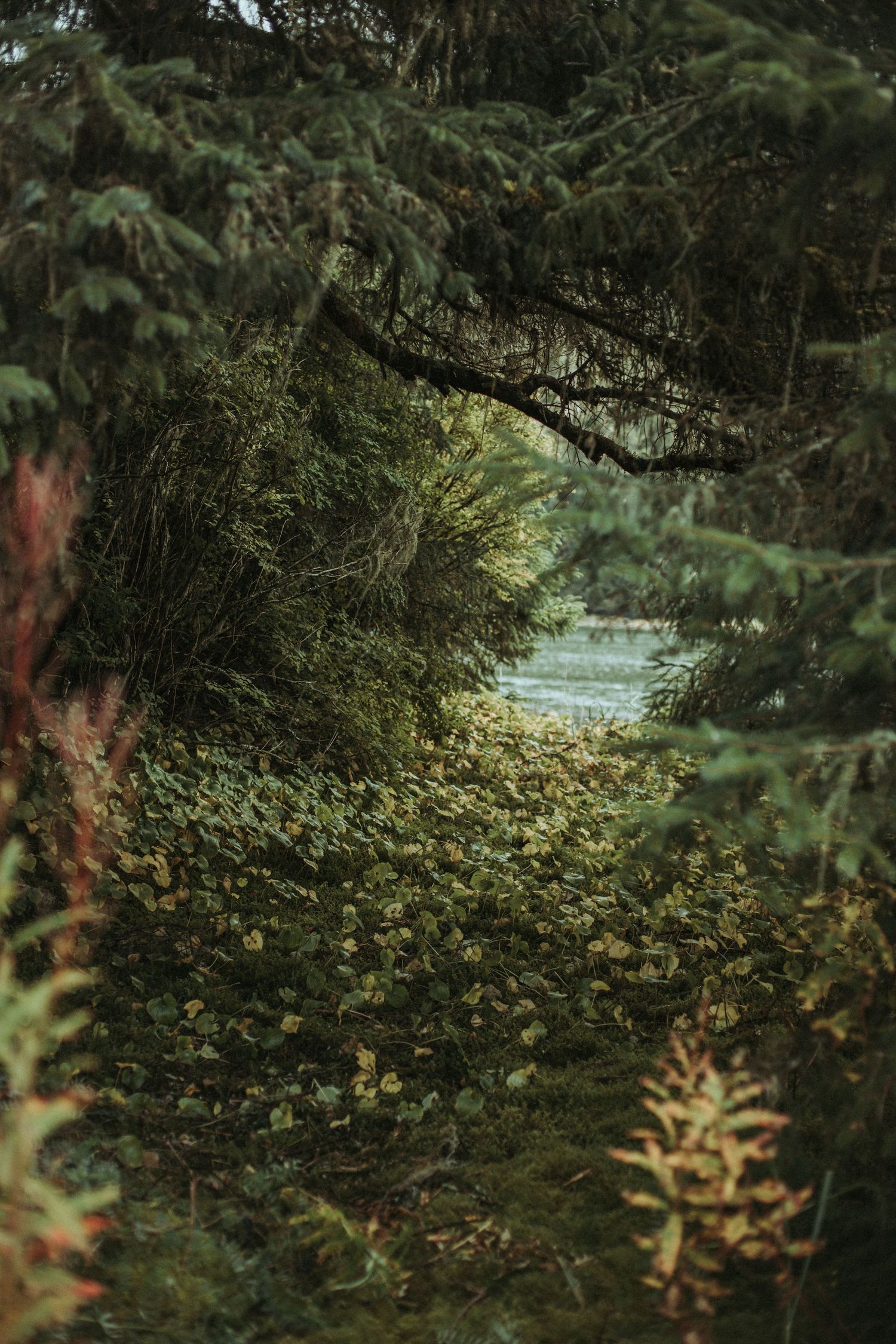 A serene forest path lined with evergreen trees and dappled sunlight filtering through branches in Alaska.