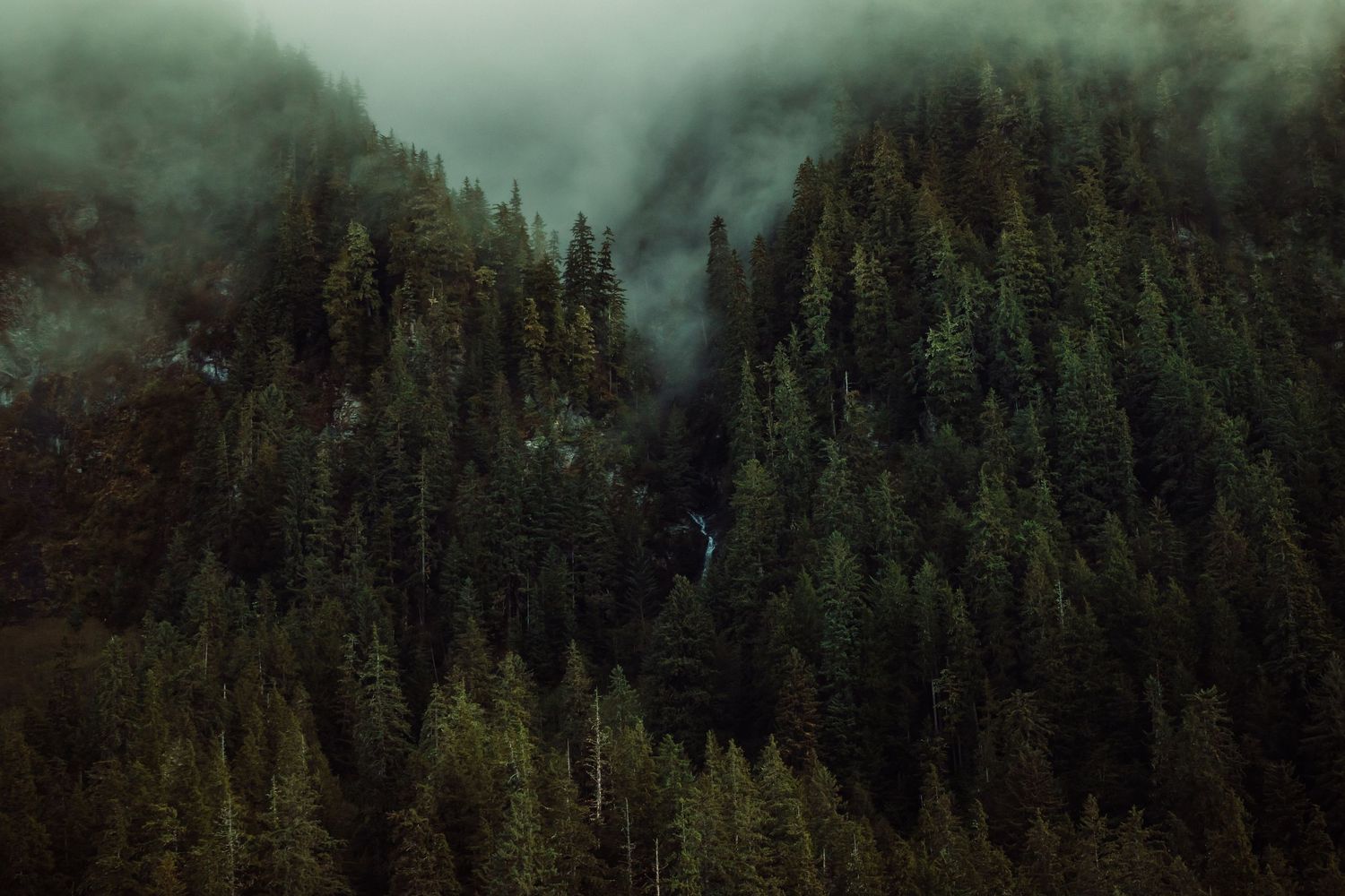 Misty evergreen forest with tall pine trees shrouded in fog on a dark moody hillside.