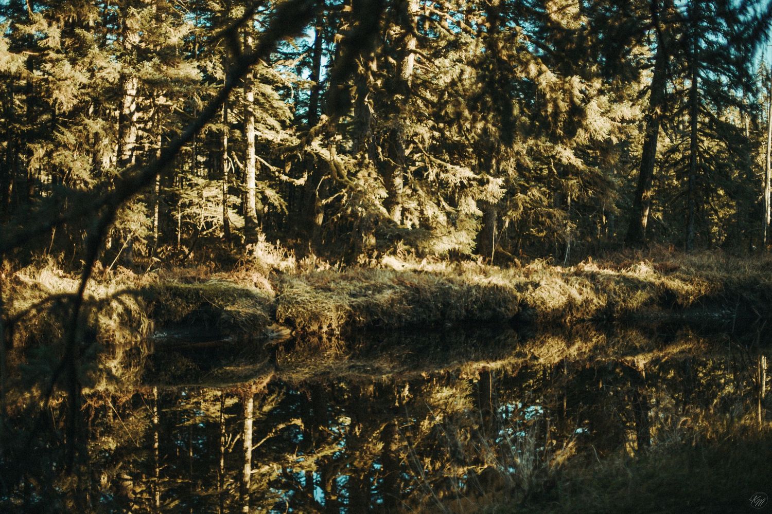 Golden sunlight filters through evergreen trees reflecting on a still forest pond with perfect mirror-like symmetry in Southeast Alaska