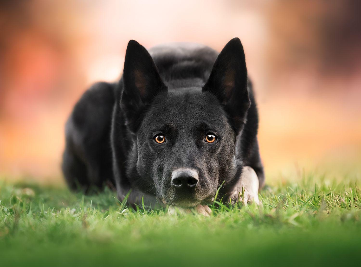 Fotografia Cani a Cuneo e provincia. Ritratto