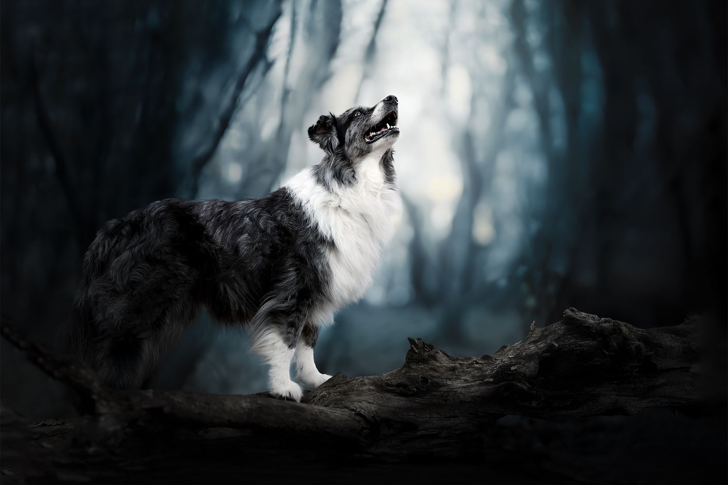 Fotografia Cani a Cuneo e provincia. Ritratto