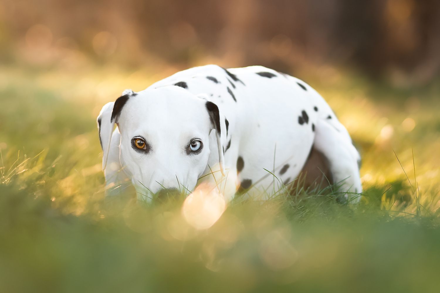 Fotografia Cani a Cuneo e provincia. Ritratto