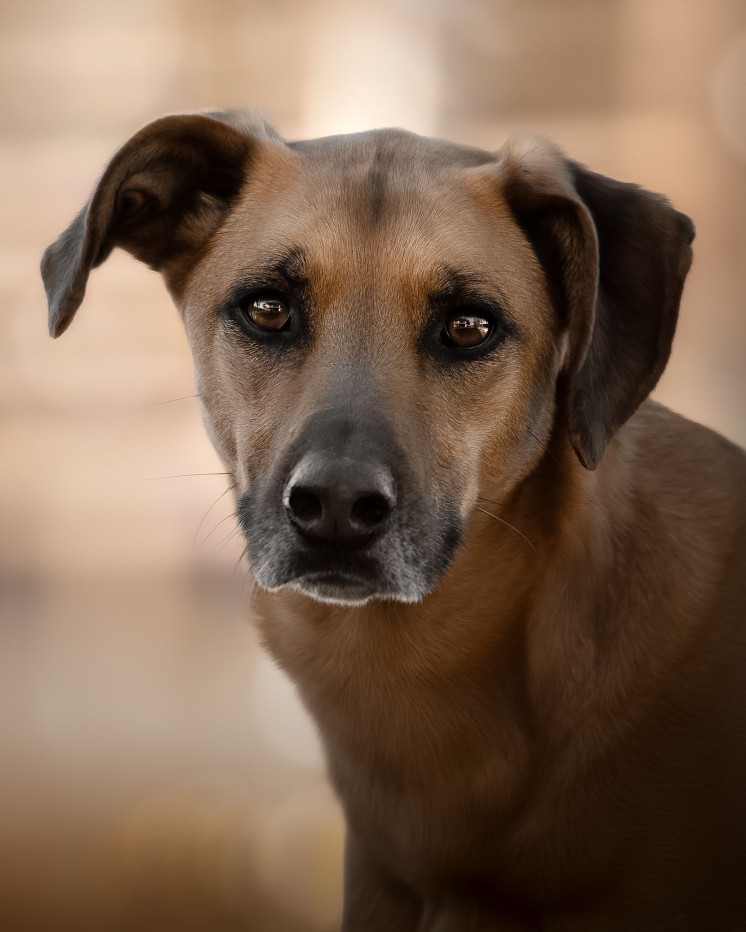 Fotografia Cani a Cuneo e provincia. Ritratto