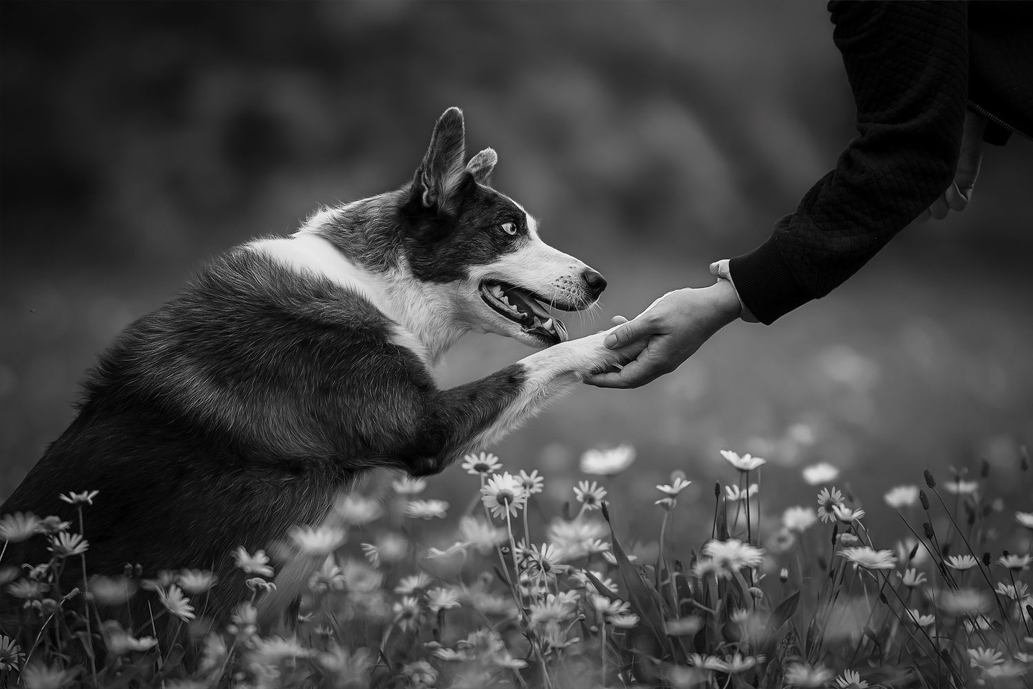 Fotografia Cani a Cuneo e provincia. Racconto