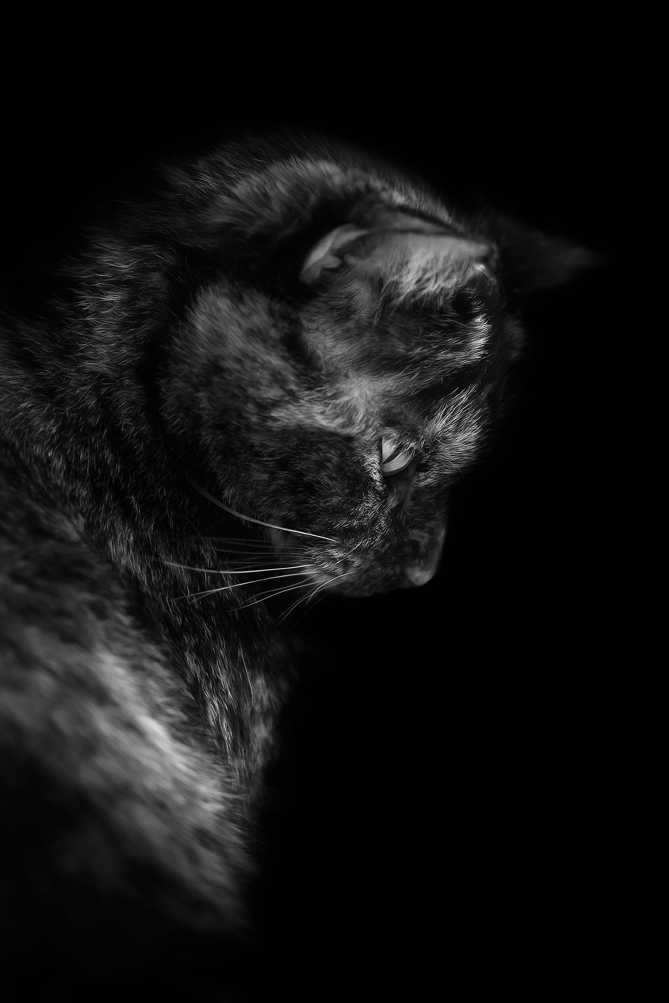 Fotografia Gatti a Cuneo e provincia. Ritratto b/w