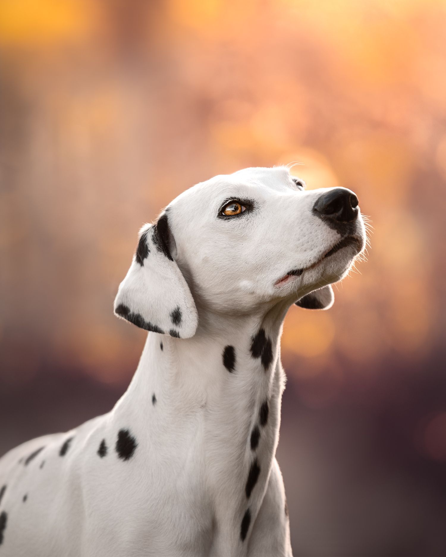 Fotografia Cani a Cuneo e provincia. Ritratto