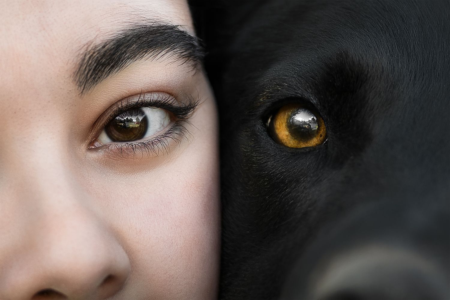 Fotografia Cani a Cuneo e provincia. Racconto