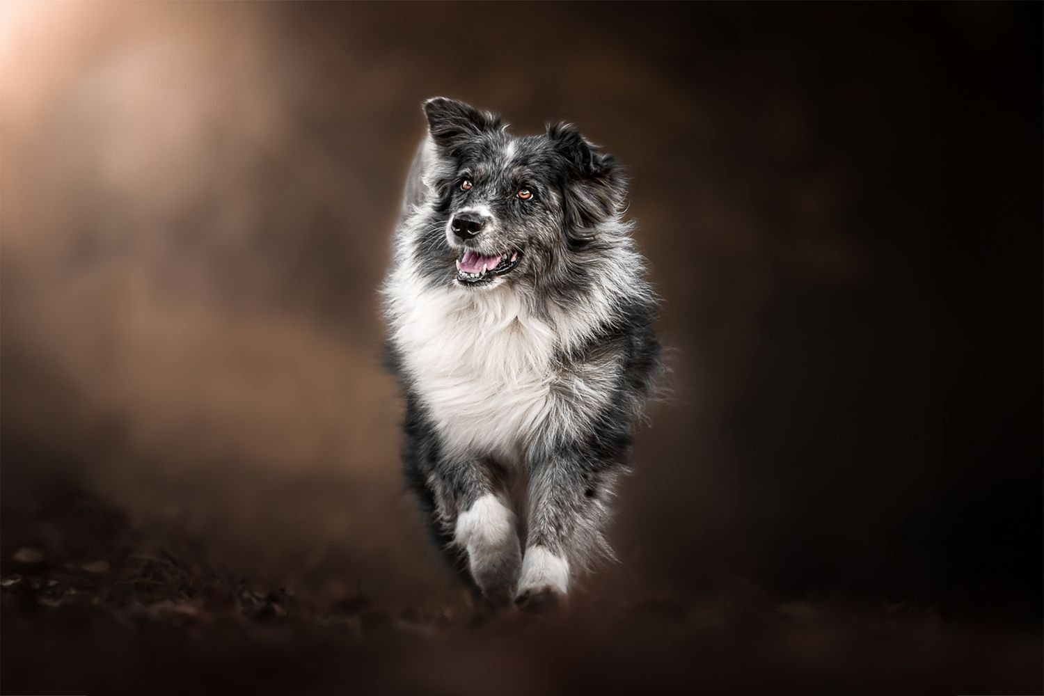 Fotografia Cani a Cuneo e provincia. Azione