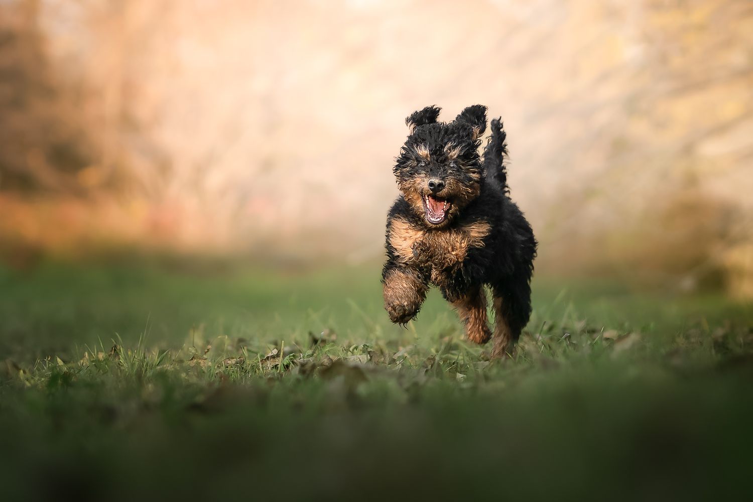 Fotografia Cani a Cuneo e provincia. Azione