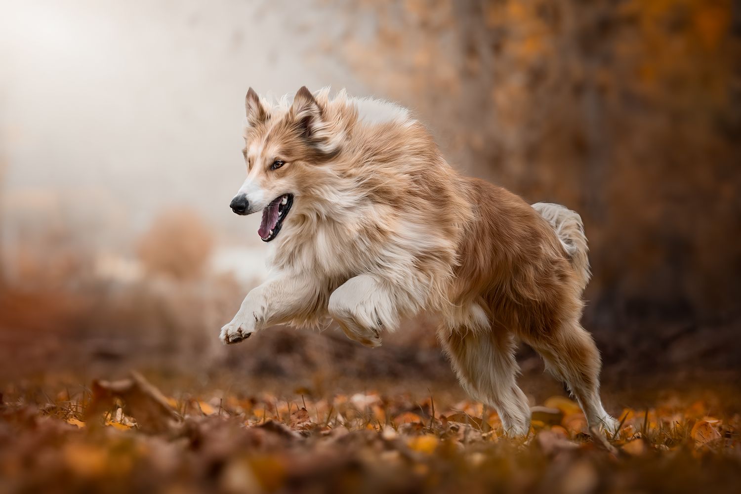 Fotografia Cani a Cuneo e provincia. Azione