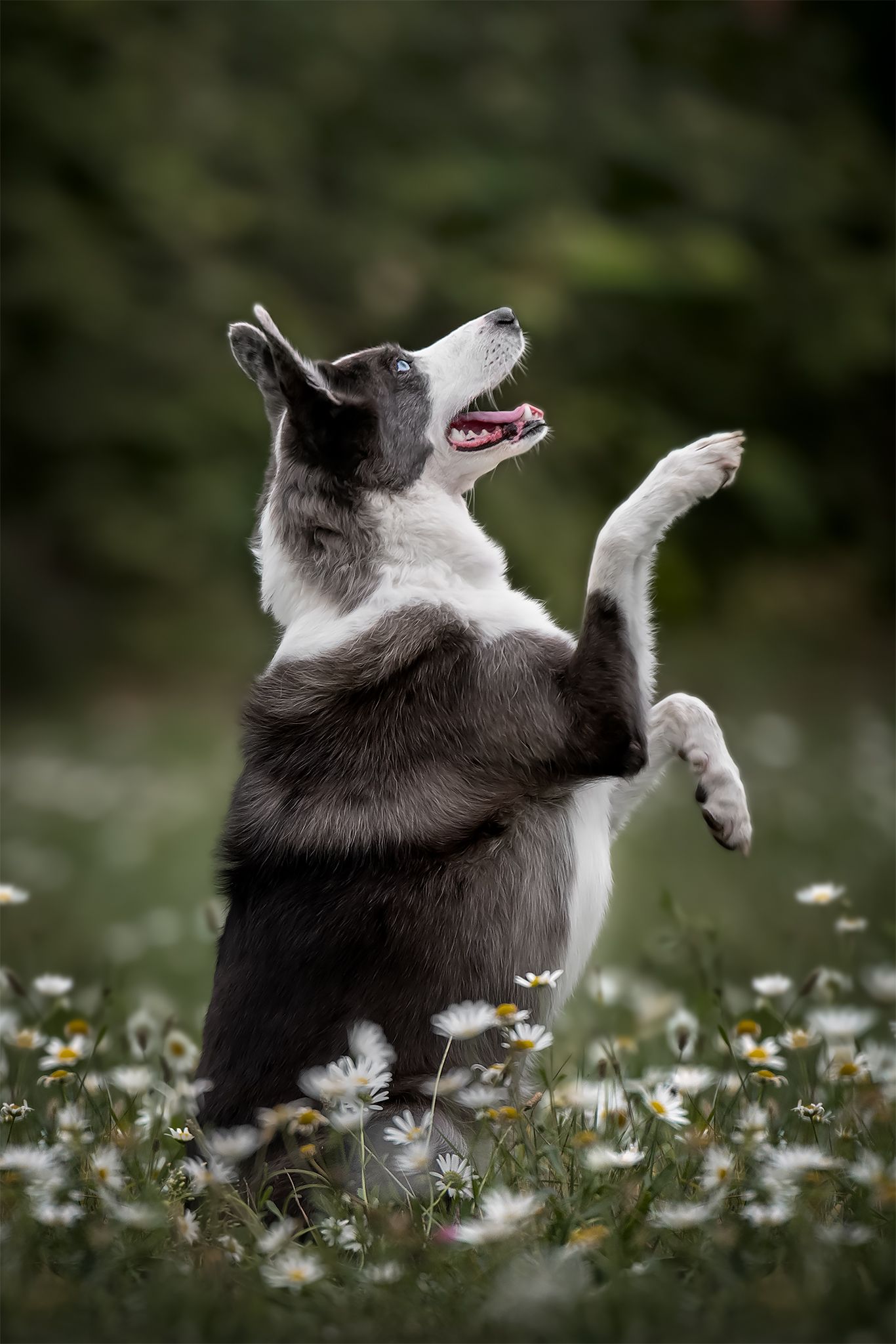 Fotografia Cani a Cuneo e provincia. Azione