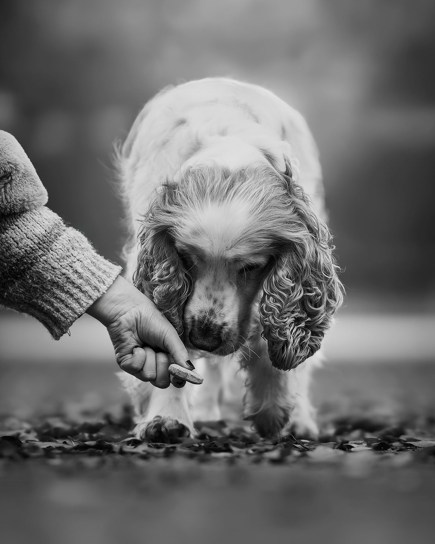 Fotografia Cani a Cuneo e provincia. Ritratto