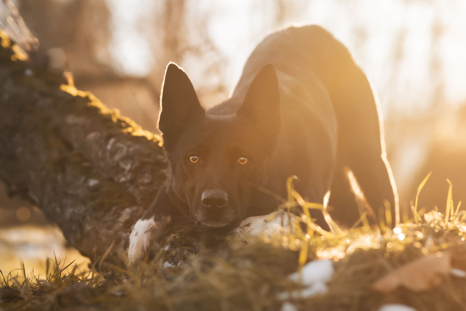 Fotografia Cani a Cuneo e provincia. Ritratto
