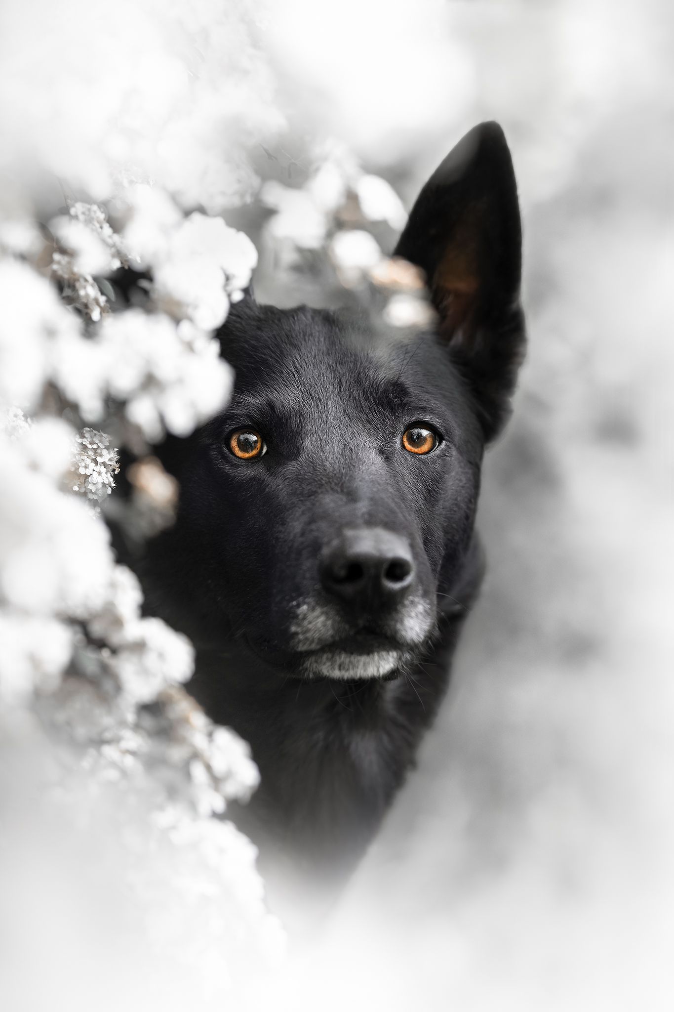 Fotografia Cani a Cuneo e provincia. Ritratto