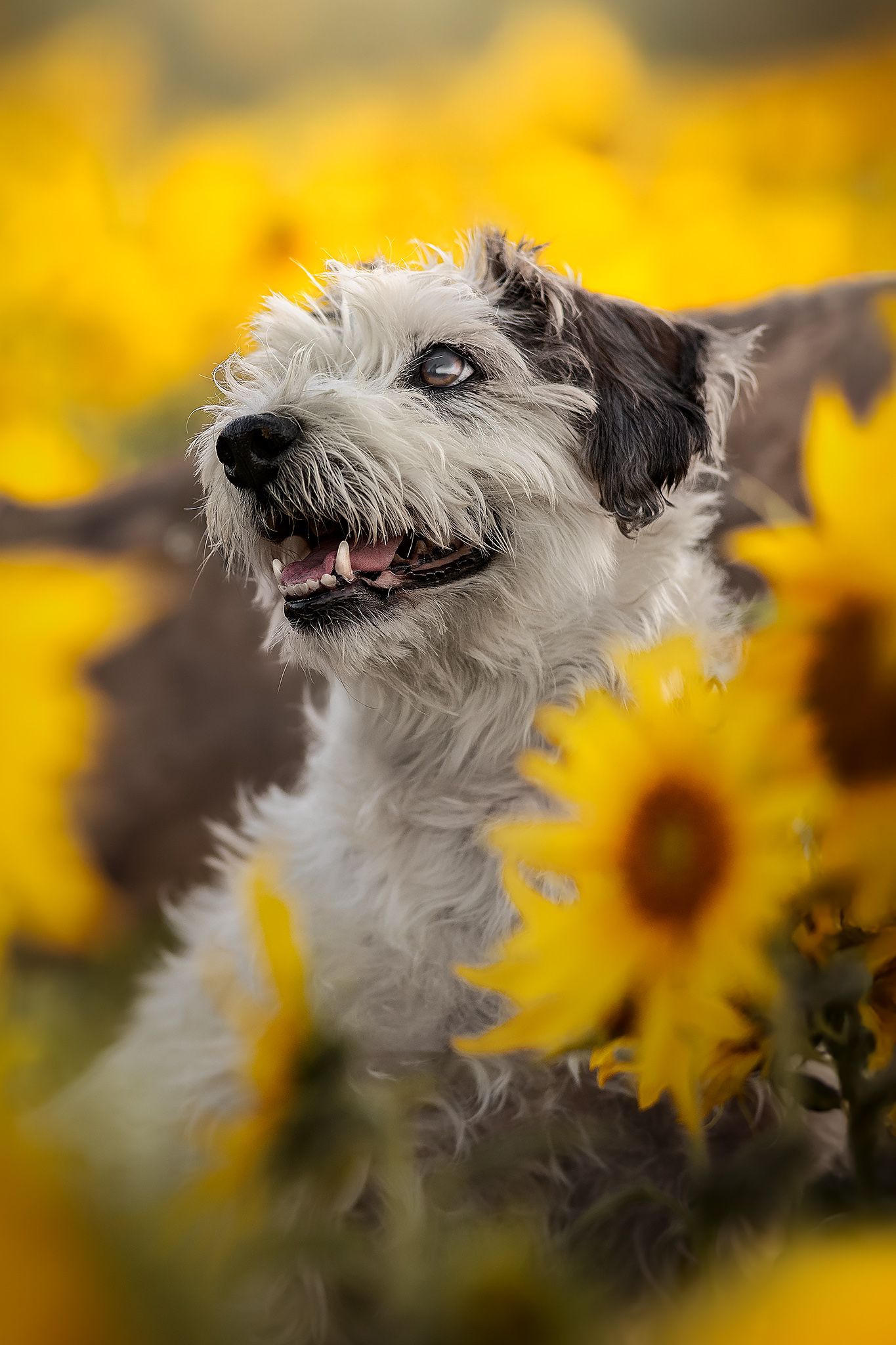Fotografia Cani a Cuneo e provincia. Ritratto