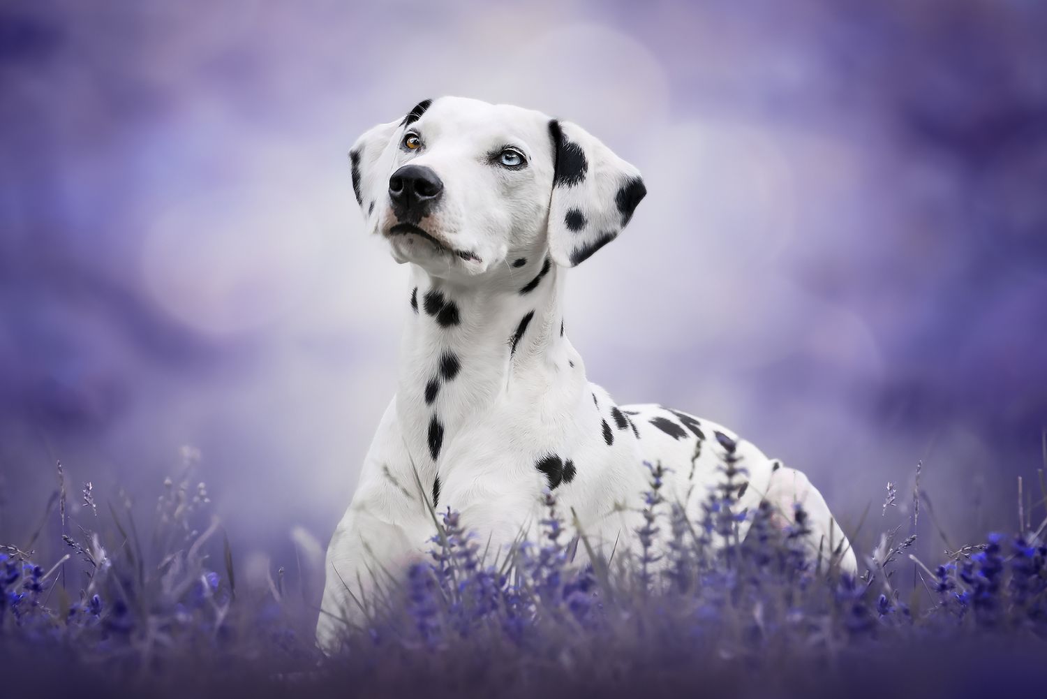 Fotografia Cani a Cuneo e provincia. Ritratto